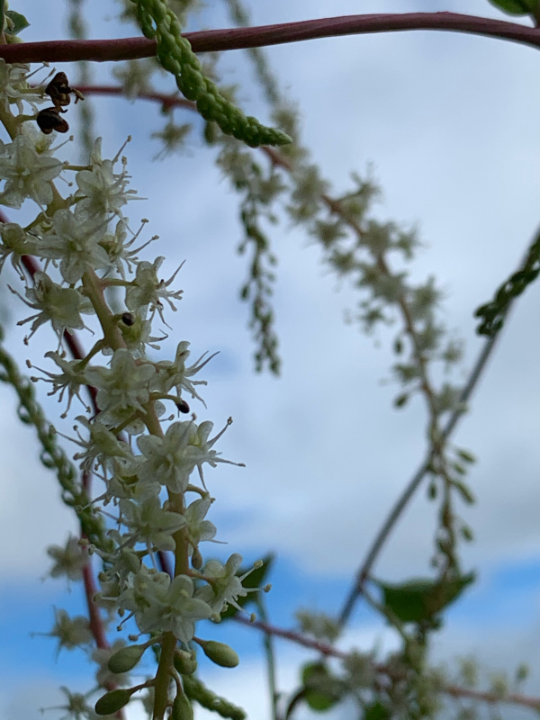 秋の花オカワカメの花 心のままに 秋の花オカワカメの花 心のままに