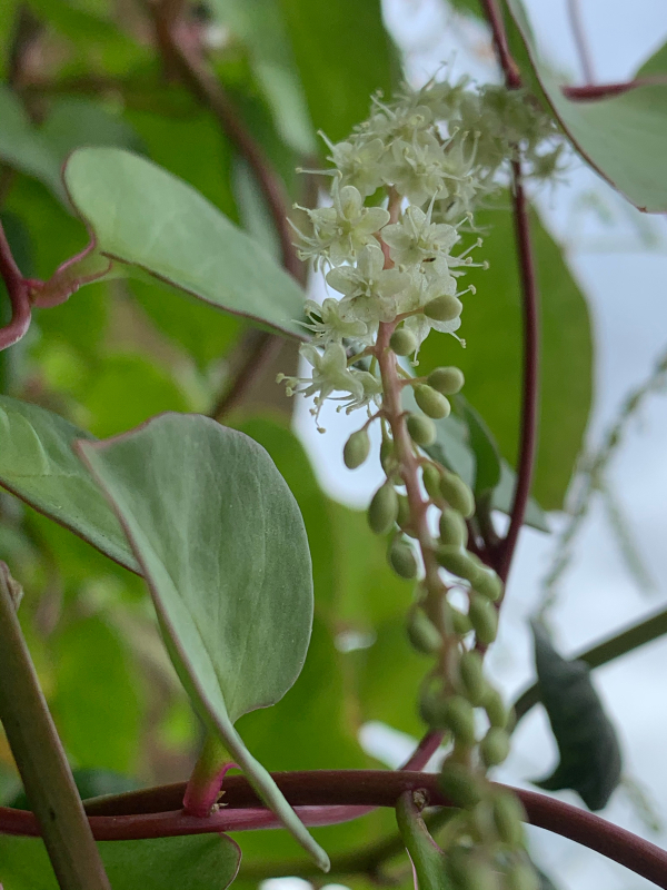 秋の花オカワカメの花 心のままに