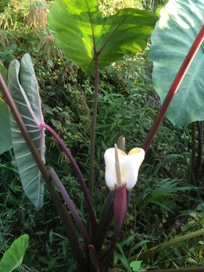 珍現象 里芋の花 アンクル アントの農園日記