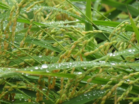 雨露に濡れて、秋の色。_f0281398_19160519.jpg