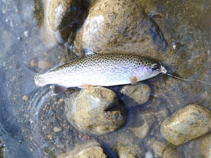 雨の日はウェットフライ 北海道毛鉤釣り８ 第３の釣り