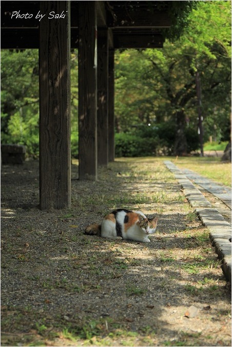 紅薄く。_b0311208_16275651.jpg