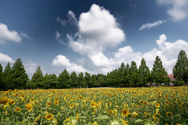 四季の花達 ヒマワリ@ブルーメの丘_f0032011_17144384.jpg