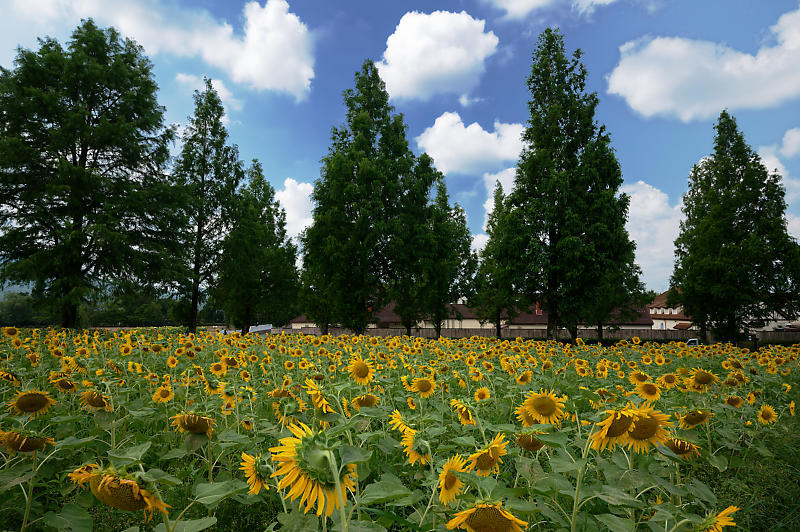 四季の花達 ヒマワリ@ブルーメの丘_f0032011_17144425.jpg