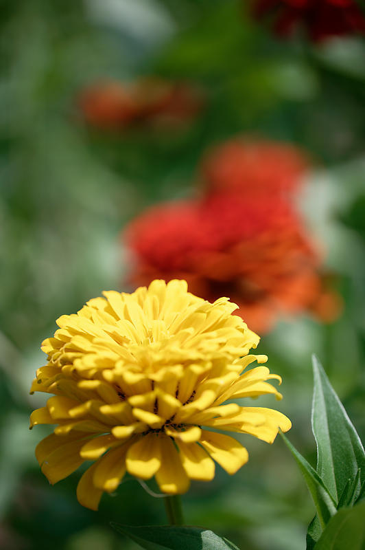 四季の花達 ヒマワリ@ブルーメの丘_f0032011_17251063.jpg
