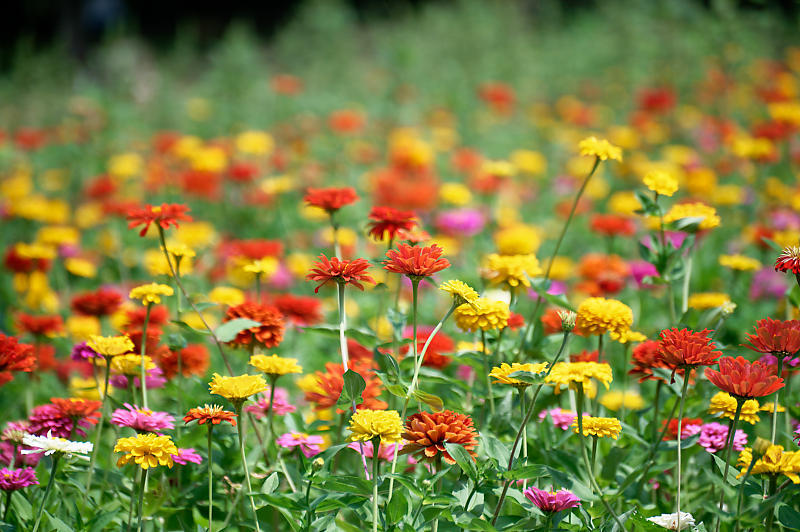 四季の花達 ヒマワリ@ブルーメの丘_f0032011_17251116.jpg