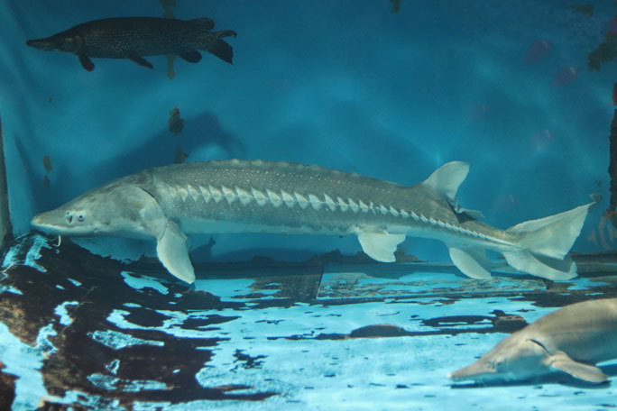 飼育歴49年目 ご長寿シロチョウザメ 京急油壺マリンパーク 前編 続々 動物園ありマス
