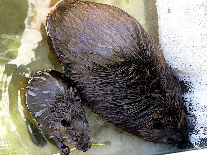 アメリカビーバーの赤ちゃん 動物園放浪記