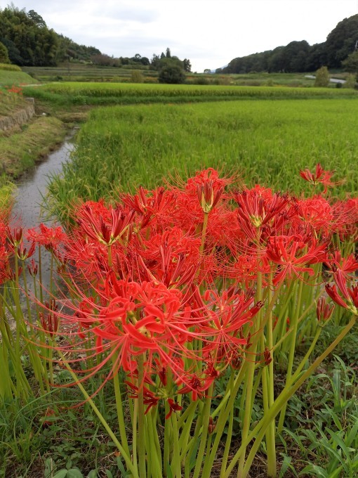 明日香村のヒガンバナ_a0228333_18392422.jpg