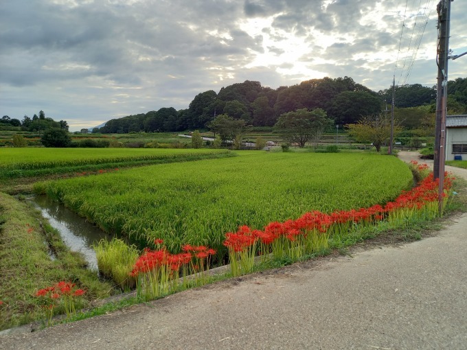 明日香村のヒガンバナ_a0228333_18394376.jpg