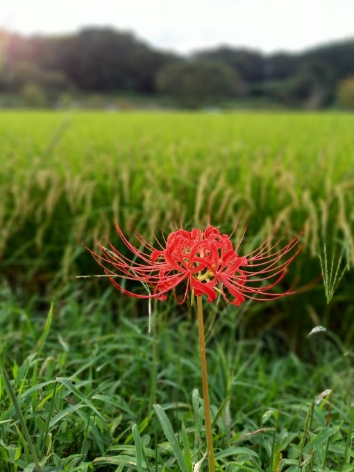 明日香村のヒガンバナ_a0228333_18395050.jpg