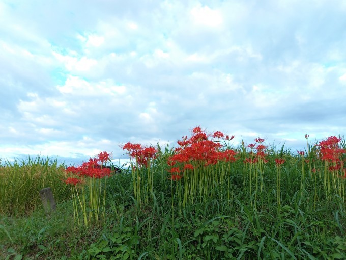 明日香村のヒガンバナ_a0228333_18400100.jpg