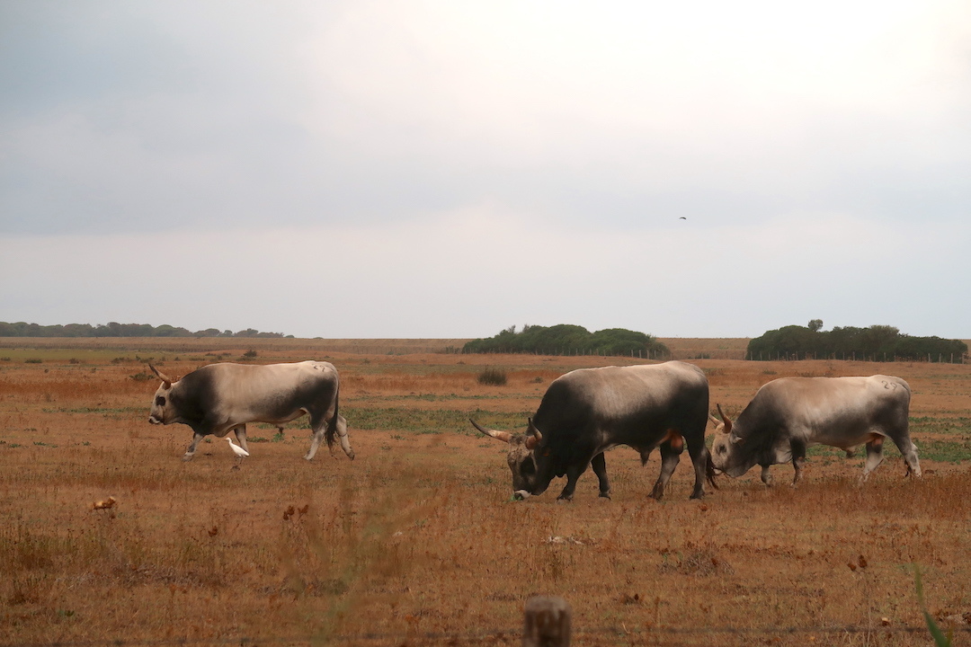 マレンマの牧場で雄牛追い歩くシラサギ_f0234936_23335801.jpg