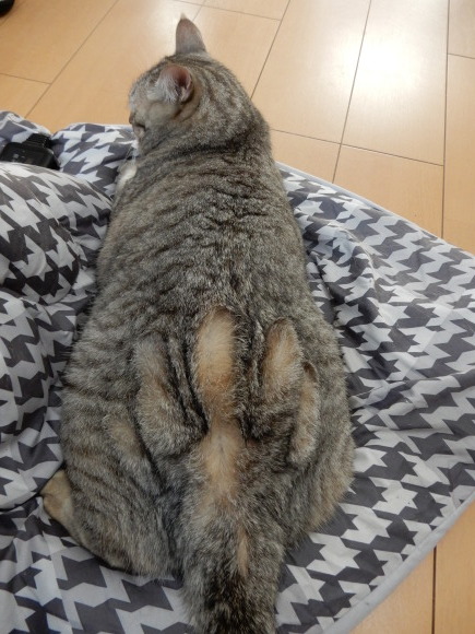 むぎ親分_c0259945_07582403.jpg