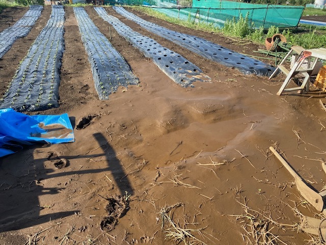 台風14号跡のジョイア畑　圃場は低い土には水がたまりなかなか抜けないが　ほぼ順調です_c0222448_16085001.jpg