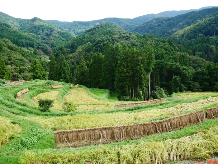 　　和歌山便り　　２０２１-０９-２０　００：００_b0093754_23355013.jpg