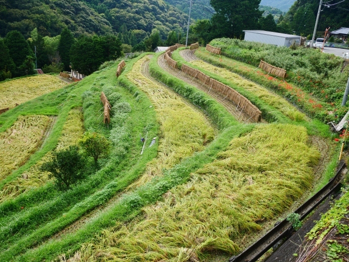 　　和歌山便り　　２０２１-０９-２０　００：００_b0093754_23360585.jpg