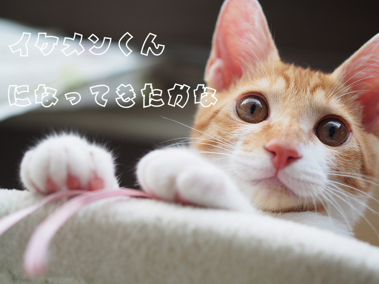 【保護猫みちくん成長記⑮】イケメンくんになってきたかな_b0008655_14041024.jpg