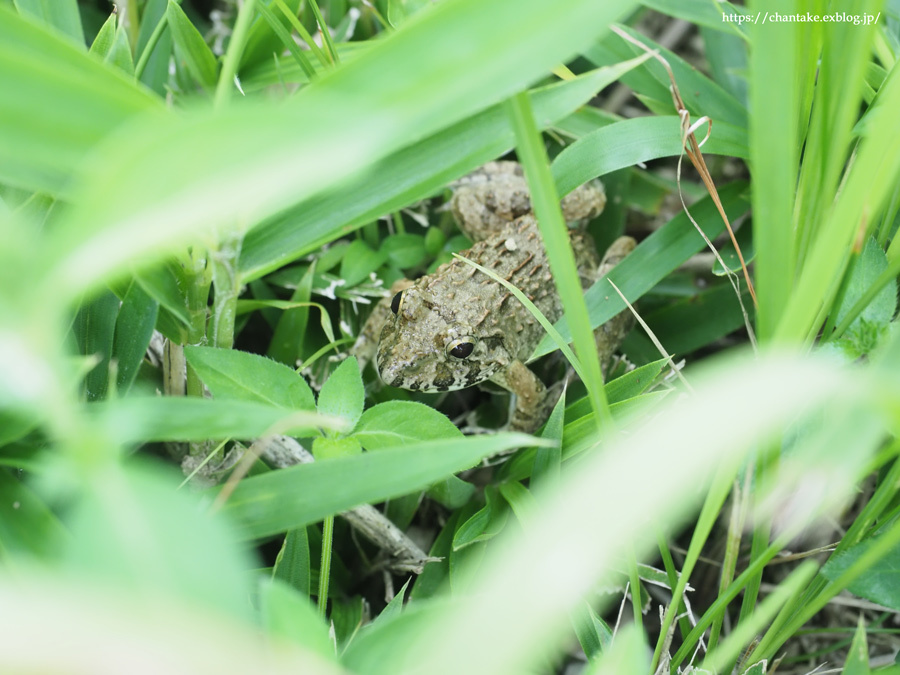 夏の終わり_c0189013_07050925.jpg