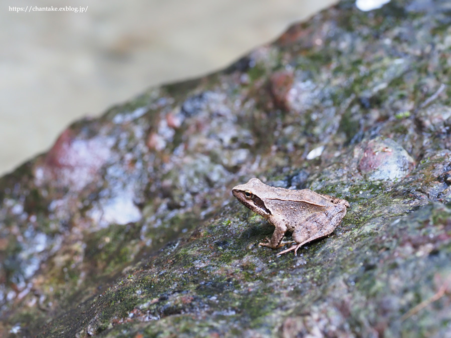 夏の終わり_c0189013_07064783.jpg