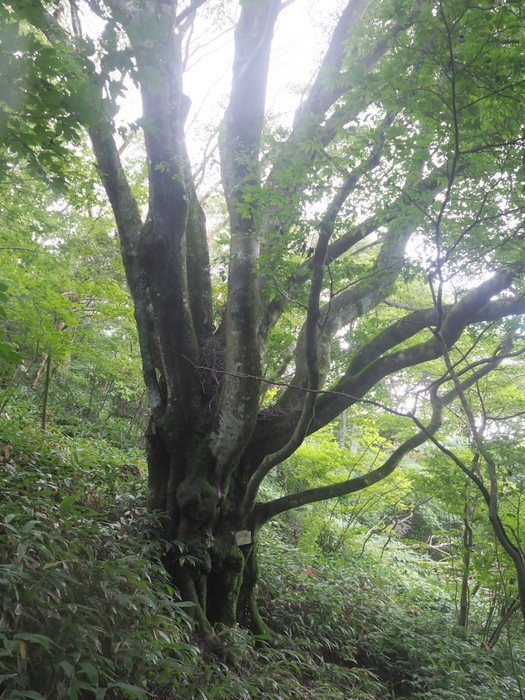 大峯山登山（西大峯山登山口ー西大峯山ー大峯山ー下川上登山口）_c0116915_00202840.jpg