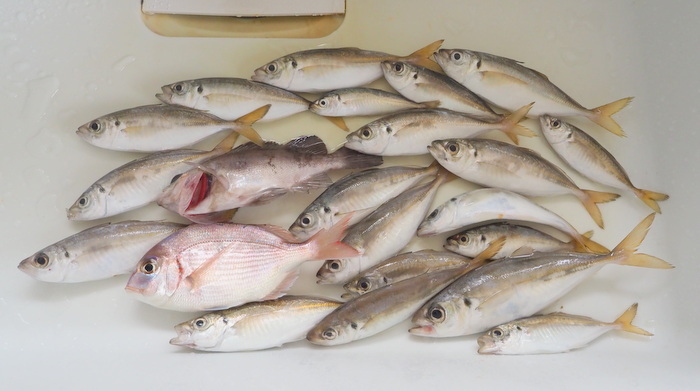 夫の釣果_c0116915_22340781.jpg