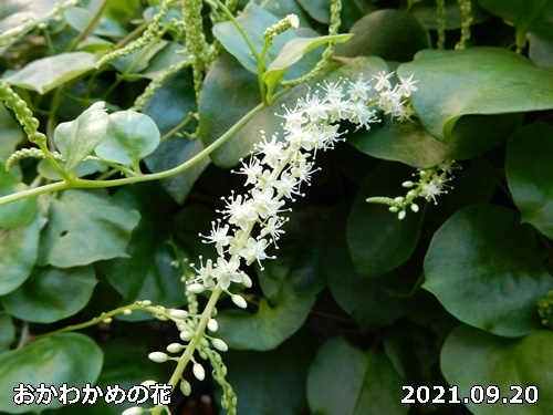 Lan0k6zblang8m Lan0k6zblang8m