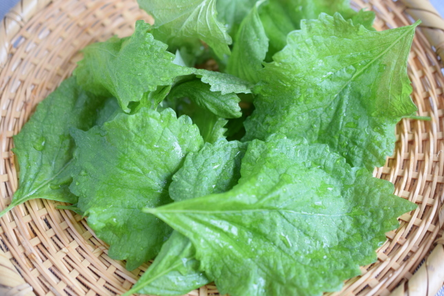 水耕栽培 ちりめん青じその収穫 小皿ひとさら