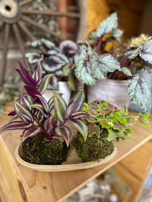 コンテナガーデン教室の材料を取りにたくさん来ていただきましてありがとうございました 庭房あかざ ガーデニングショップ アカザのブログ