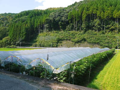 甘熟いちじく 数量限定、完全予約制で完熟ならぬ“甘熟”にこだわった『甘熟いちじく』大好評発売中! _a0254656_18564301.jpg