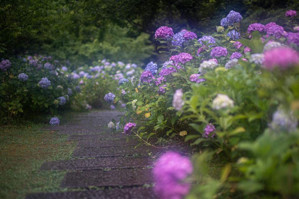 紫陽花！　　～智積院～_b0128581_18483030.jpg