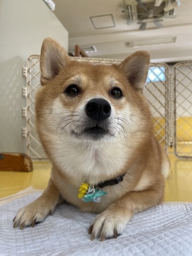 トレーニングブログ_f0357682_10392897.jpeg