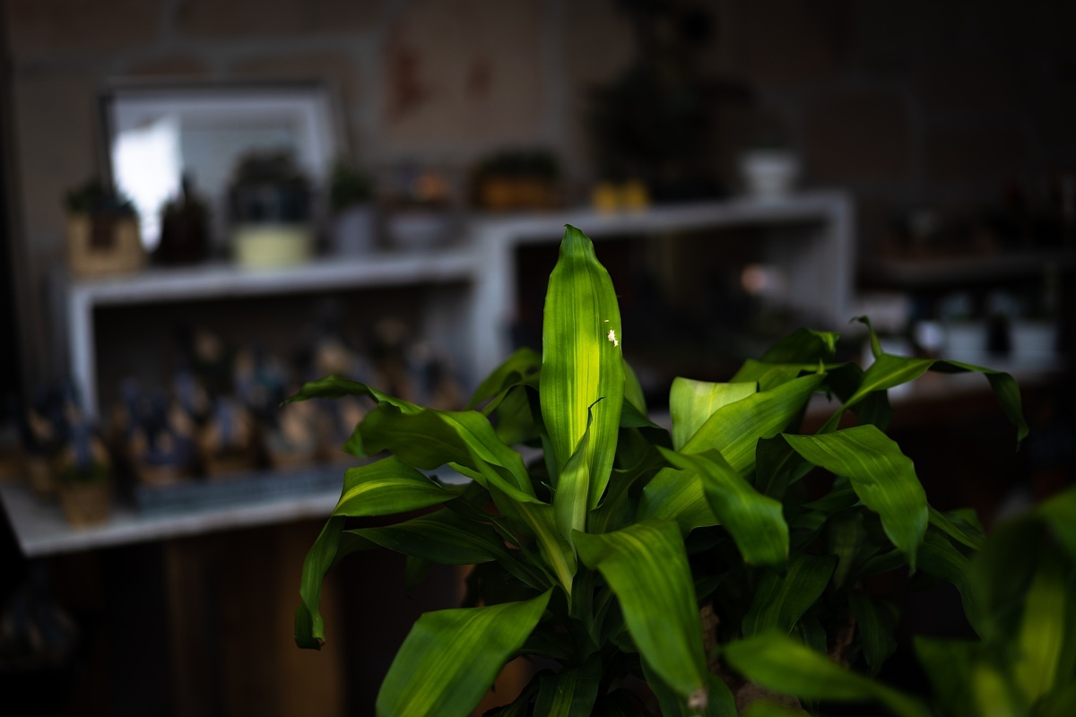 人待ち顔の多肉植物たち_d0353489_09483574.jpg