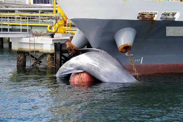 内航船にクジラが・・・_e0158925_19355705.jpg