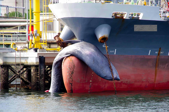 内航船にクジラが・・・_e0158925_19355764.jpg