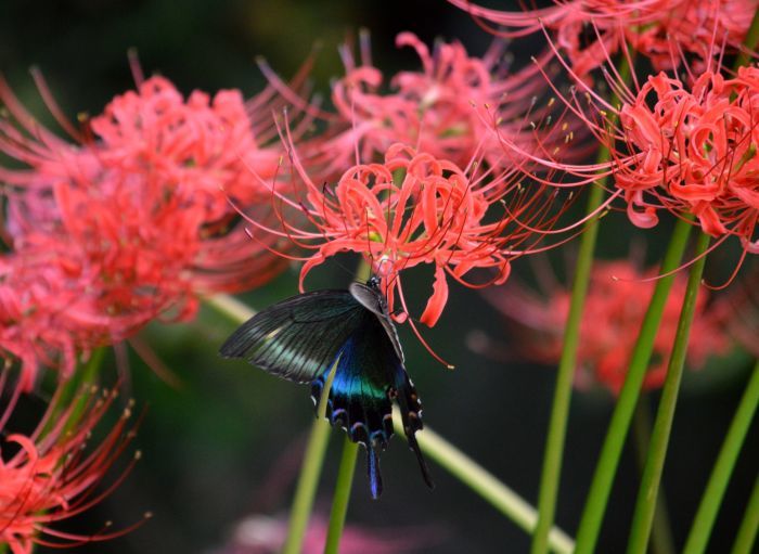 絵画】ネイチャーアート「山ゆりを訪れるカラスアゲハチョウ