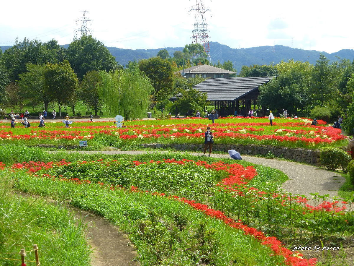 山田池公園・初秋１０選_c0137342_20344228.jpg