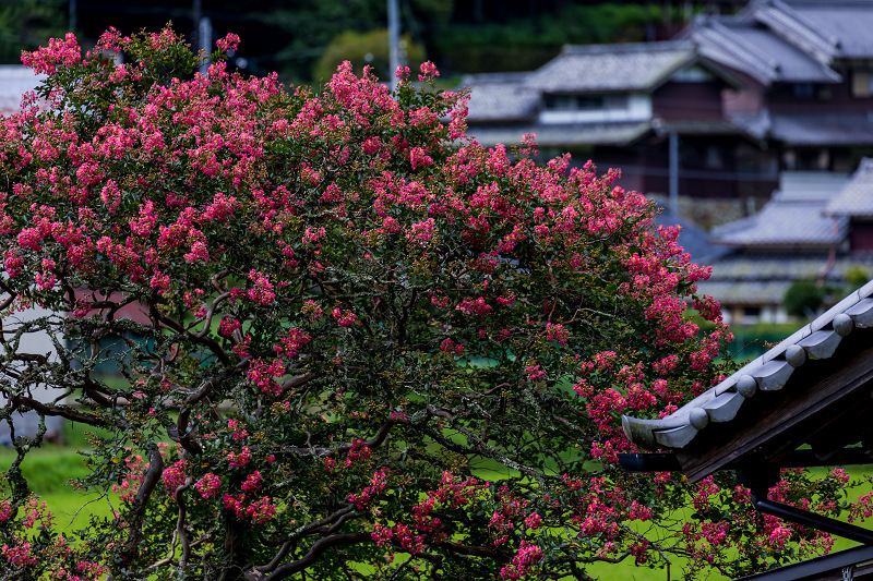 山寺の百日紅_f0155048_00010033.jpg