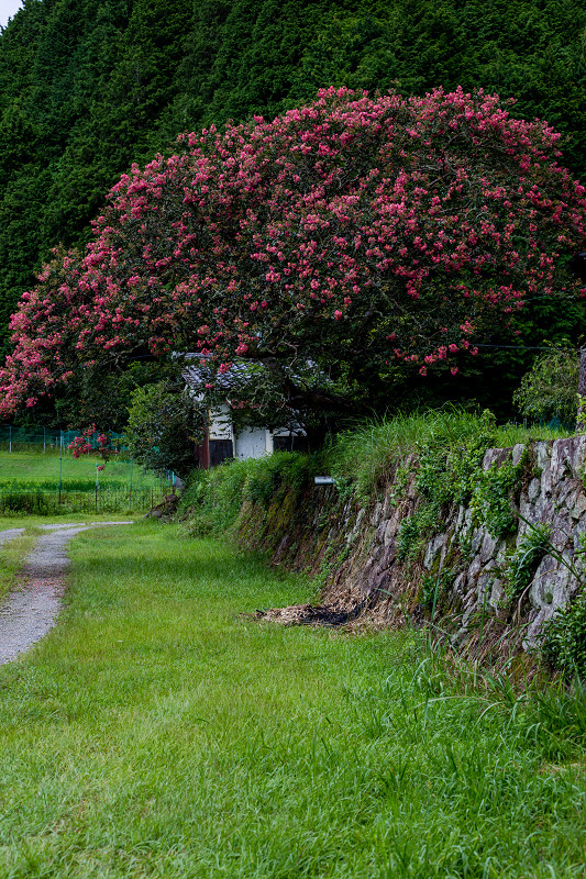 山寺の百日紅_f0155048_00014290.jpg