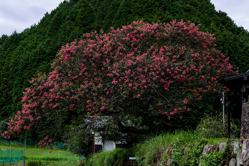 山寺の百日紅_f0155048_00035722.jpg