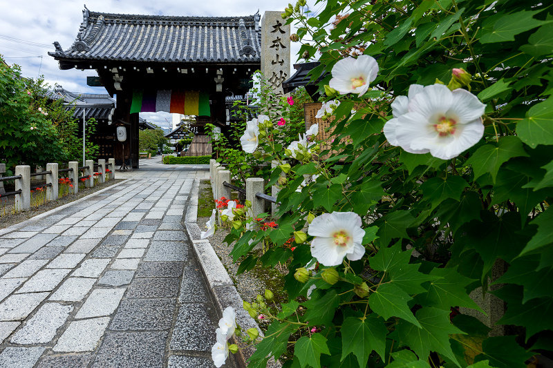 横浜 西方寺 | 毎年、この時期に彼岸花の球根を植え替えています