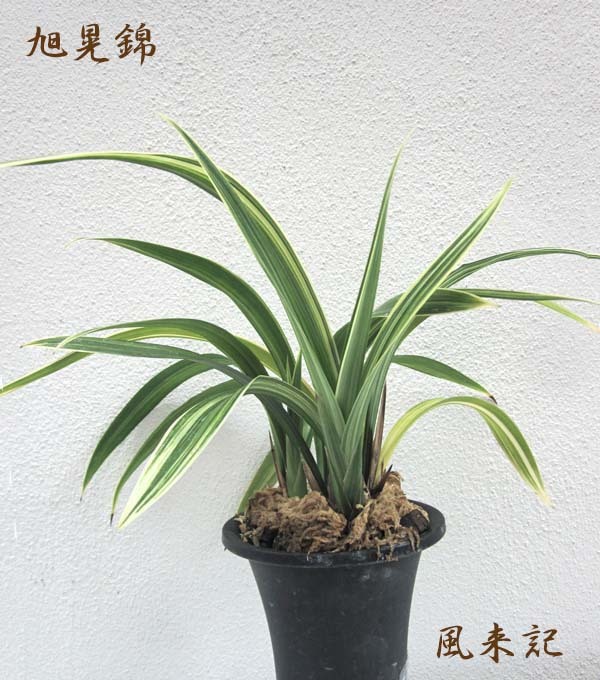 旭晃錦ケイラン　　　　　　　　　　No.2152_d0103457_13313889.jpg