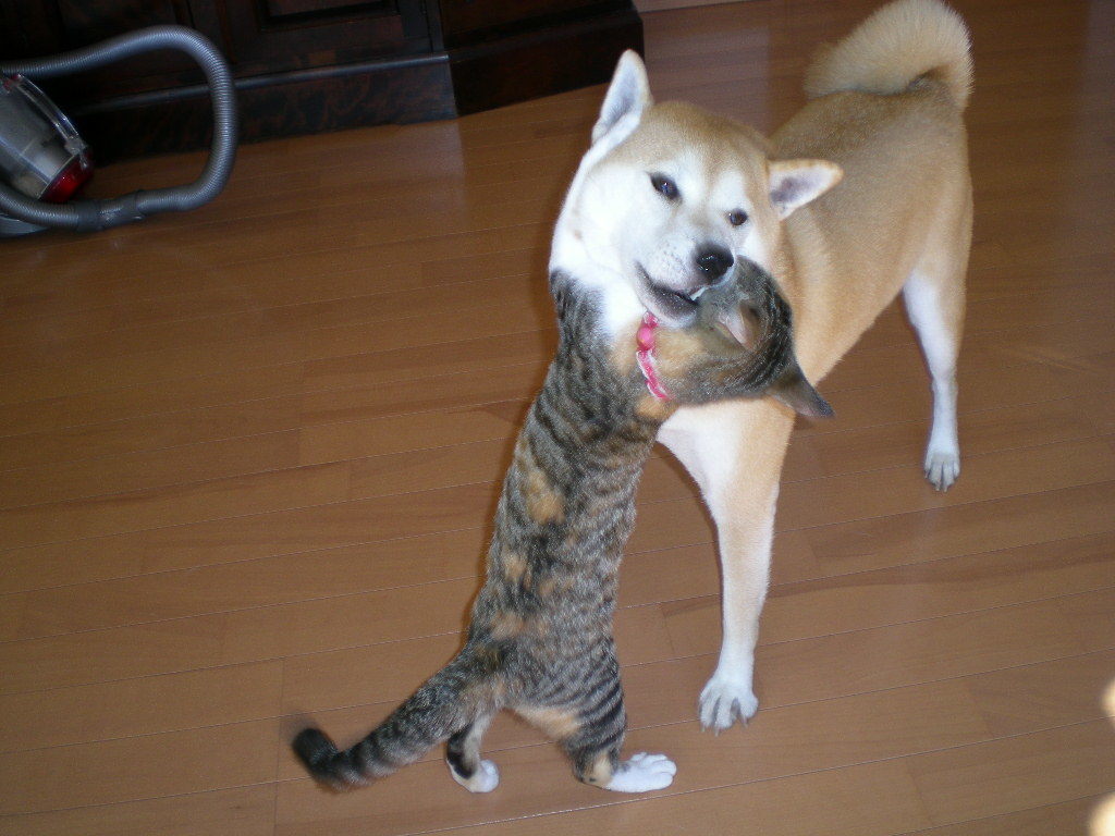 ’21,9,21(火)ワイルドライフのチータとこの人は誰?_f0060461_10134046.jpg