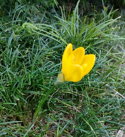 ポツンと一輪黄色い花が咲いている 貴女のお名前は はてさて 健気に育つ植物たち