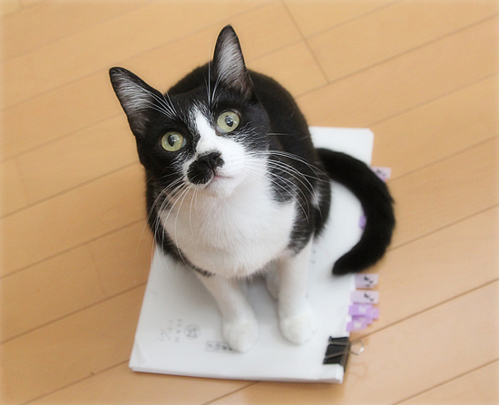 ゲラチェック終わり!_a0389088_17095107.jpg