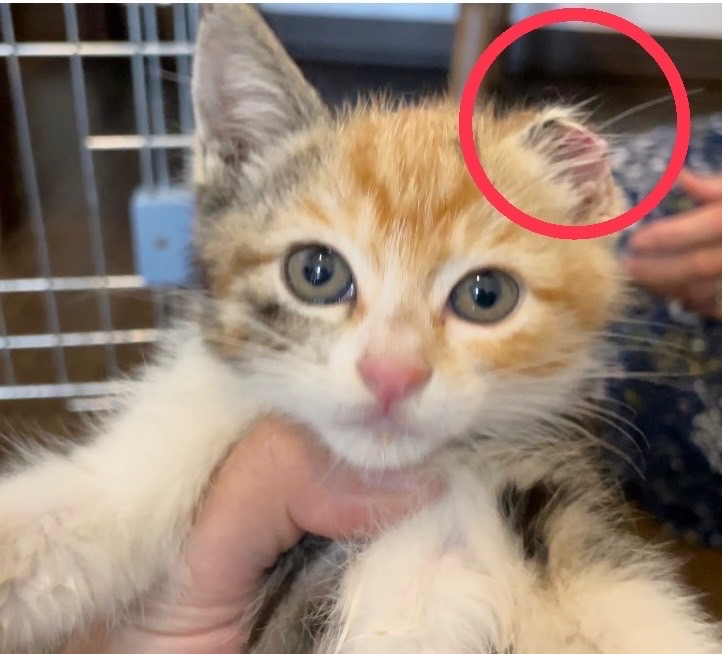 カラスに襲われて片耳をやられてしまった傷だらけの子猫を緊急保護 Npo法人 府中猫の会