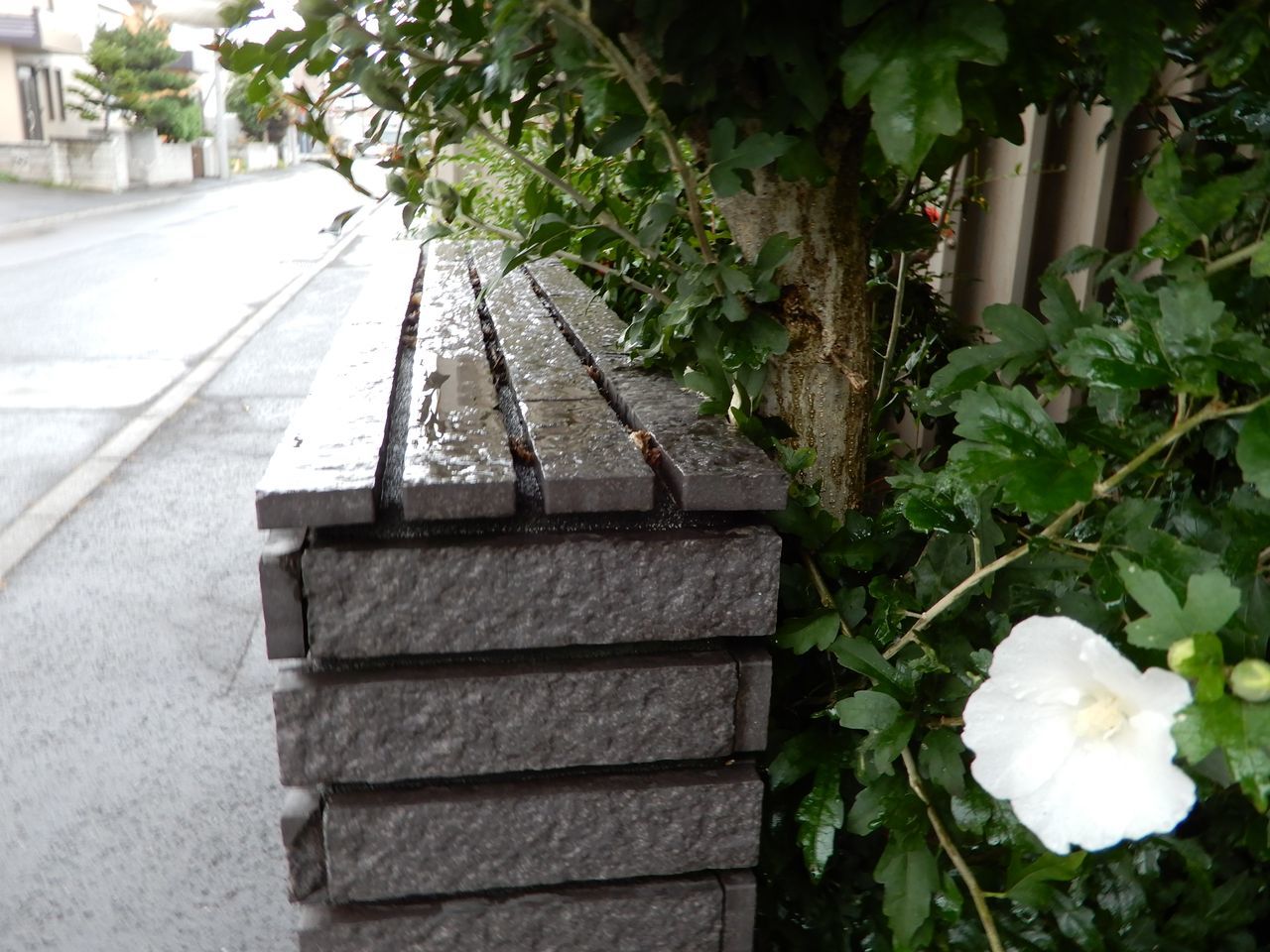 久しぶりに雨らしい雨が降りました_c0025115_21502880.jpg