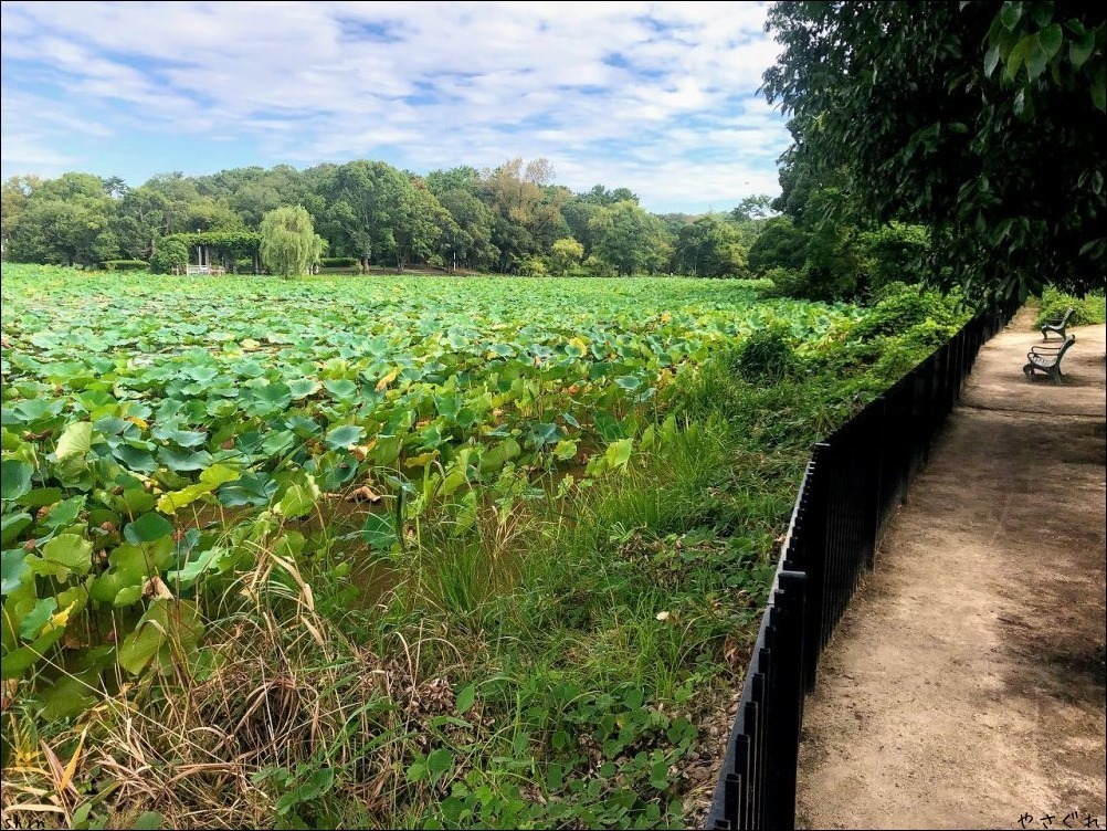 210920緑地公園散策とホッケで晩酌_a0352827_10443875.jpg