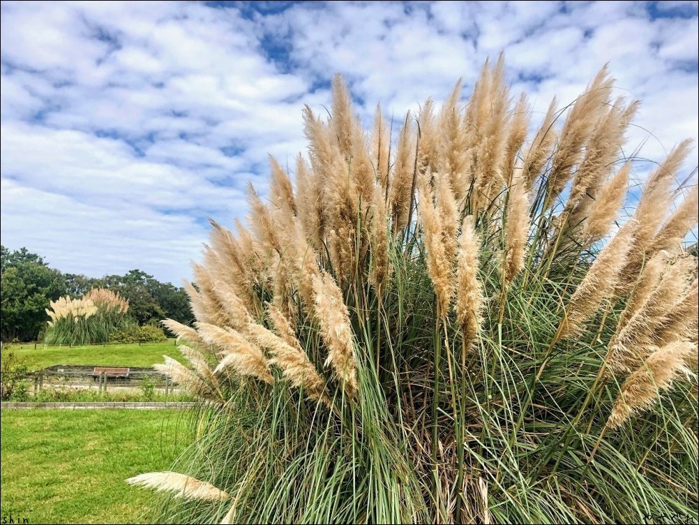 210920緑地公園散策とホッケで晩酌_a0352827_10550251.jpg