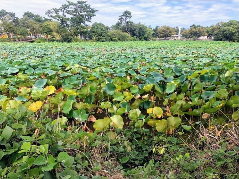 210920緑地公園散策とホッケで晩酌_a0352827_10550333.jpg